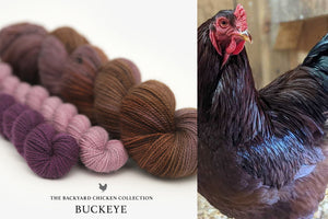 Buckeye Rooster