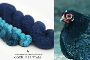 Cochin Bantam Hen